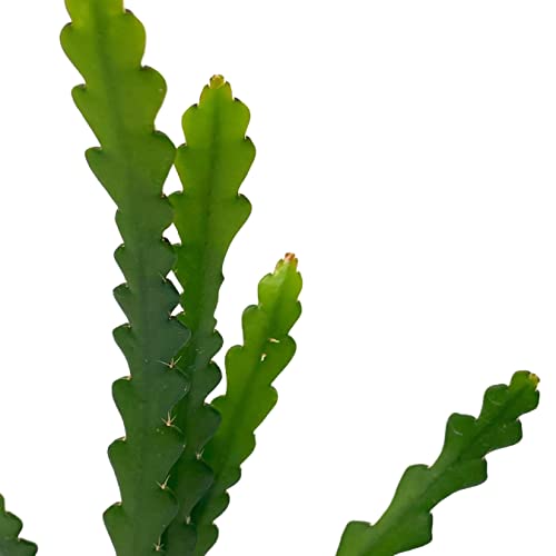BubbleBlooms Fish Bone Climbing RIC Rac Cactus in a 4 inch Pot weberocereus imitans