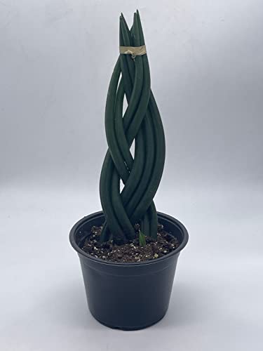 BubbleBlooms Braided sansevieria, Dragon Fingers, 6 inch Pot