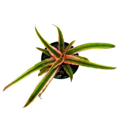 BubbleBlooms Pink Starlite cryptanthus 4 inch, bivitattus Minor Dwarf Rose Stripe Earth Star Bromeliad