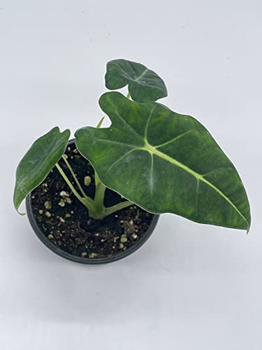 BubbleBlooms Alocasia Micholitziana, Velvet Elvis, 4 inch