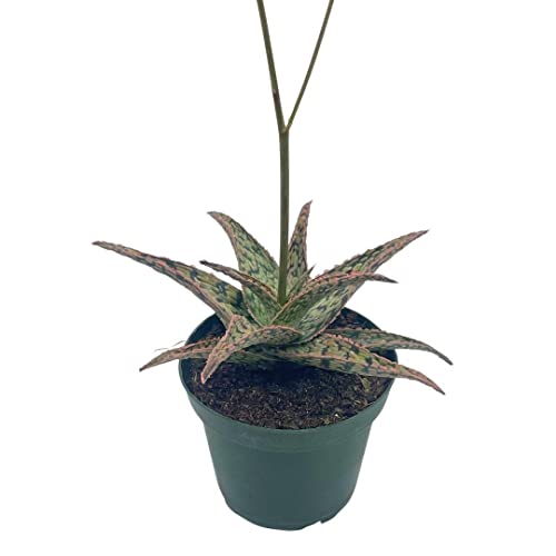 BubbleBlooms White Aloe in a 4 inch Pot Aloe rauhii Reynolds, Snowflake Aloe