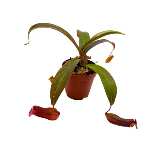 BubbleBlooms Nepenthes Rebecca Soper in a 2 inch Pot Red Tropical Pitcher Carnivorous Plant