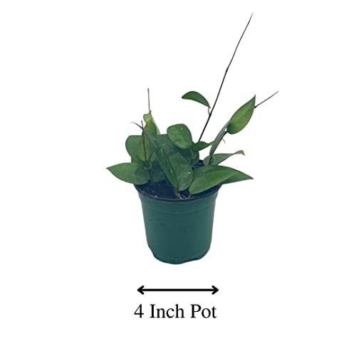 BubbleBlooms Hoya Black Margin, Parasitica, in 4-inch Pot, Rare Limited Collectors Plant