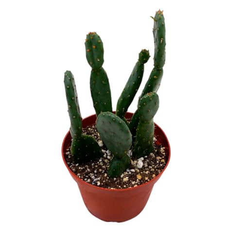 BubbleBlooms Prickley Pear Cactus 4 inch