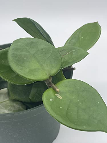 BubbleBlooms Hoya Chelsea Carnosa in a 6 inch Pot
