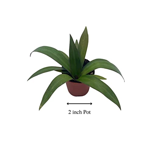 BubbleBlooms Green Moses in The Cradle in a 2 inch Pot Tradescantia spathacea Tiny Mini Pixie Plant