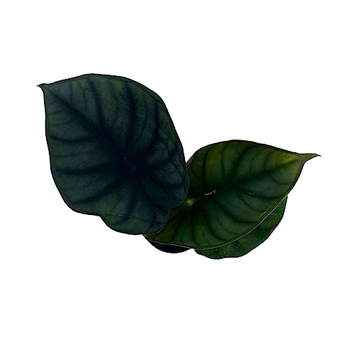 BubbleBlooms Alocasia Nebula, Nebula Imperialis, Black Diamond, Silver Plant, Alocasia Silver Nebula, Elephant Ear Plant in 2 inch Pot