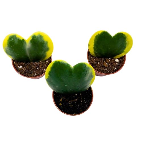 BubbleBlooms Variegated Hoya Kerrii, 2 inch Set of 3, Sweetheart Plant Valentine Tiny Mini Pixie Plants