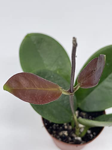 BubbleBlooms Hoya Australis in a 2 inch Pot, Live Rooted Potted Tiny Mini Pixie Plant