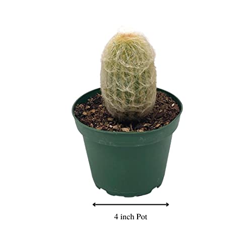 BubbleBlooms Silver Torch Cactus in a 4 inch Pot Cleistocactus strausii Snow Pole Wooly