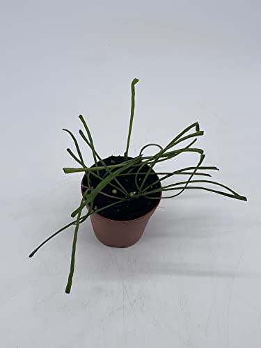 BubbleBlooms Hoya Retusa in a 2 inch Pot Wax Plant, Wax Vine, and Porcelain Vine