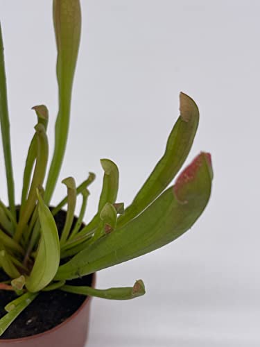 BubbleBlooms Sweet Pitcher Plant, Carnivorous Plant, Sarracenia rubra Walter pitcherplant
