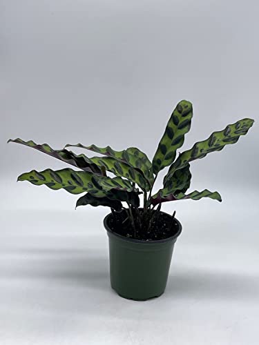 Calathea Lancifolia, Rattlesnake, Prayer Plant, Rattle Snake, 4 inch Pot