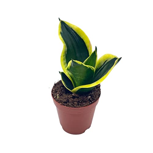 BubbleBlooms Black Gold Snakeplant, Green and Yellow Snake Plant, Variegated Sansevieria trifasciata