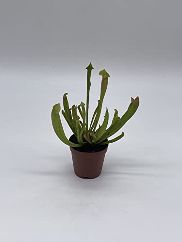 BubbleBlooms Sweet Pitcher Plant, Carnivorous Plant, Sarracenia rubra Walter pitcherplant