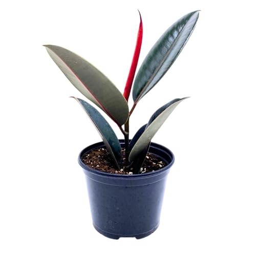 BubbleBlooms Ficus elastica Burgundy 6 inch India Rubber Tree Decora Fig Plant