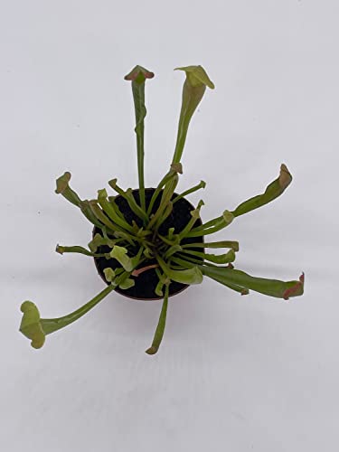 BubbleBlooms Sweet Pitcher Plant, Carnivorous Plant, Sarracenia rubra Walter pitcherplant