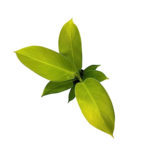 BubbleBlooms Philodendron Moonlight, Philodendron Hederaceum in 2 inch Pot