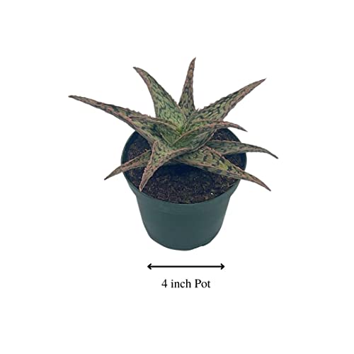 BubbleBlooms White Aloe in a 4 inch Pot Aloe rauhii Reynolds, Snowflake Aloe