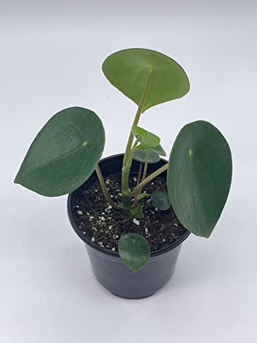 BubbleBlooms Peperomia Polybotrya in a 4 inch Pot Raindrop Tear Drop Pilea Pixie