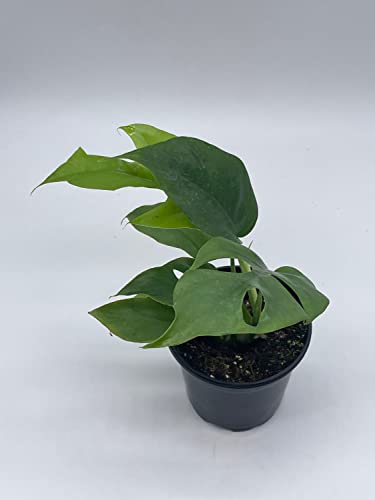 BubbleBlooms Monstera Minima in a 4 inch Pot Rhaphidophora tetrasperma Philodendron Piccolo, Mini Ginny