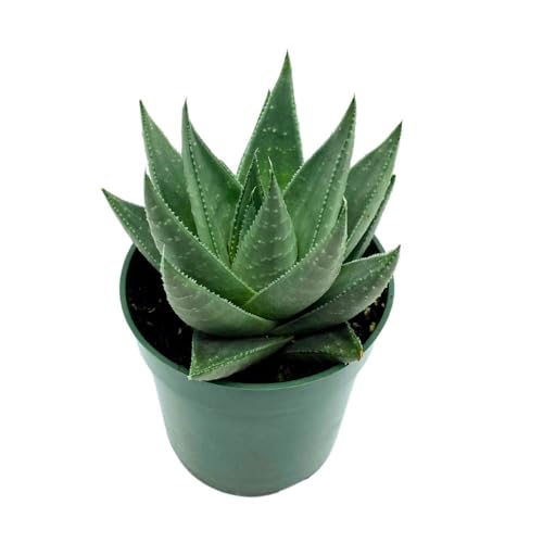 BubbleBlooms Haworthia Savannah White Beauty in a 4 inch Pot