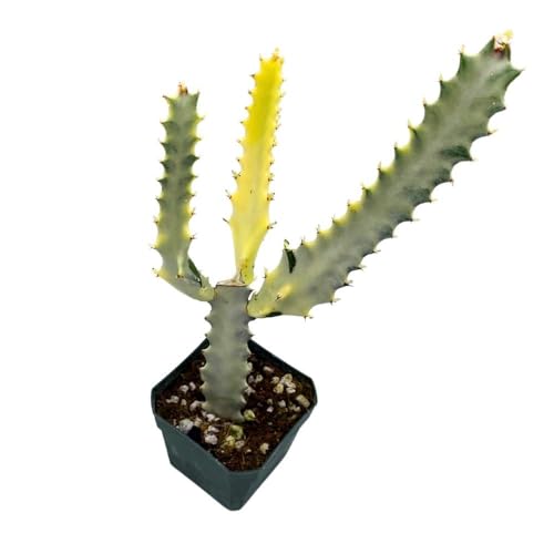 BubbleBlooms Ghost Variegated Euphorbia Trigona, 2.5 inch, White African Milk Tree, Albino Cactus
