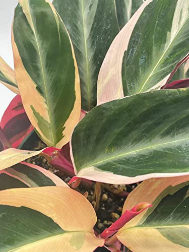 BubbleBlooms Triostar Stromanthe, 6 inch Sanguinea, Tricolor Variegated