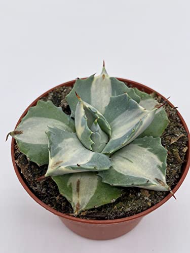 BubbleBlooms Agave Potatorum, 3 inch, Variegated Rare Agave Aloe Cactus