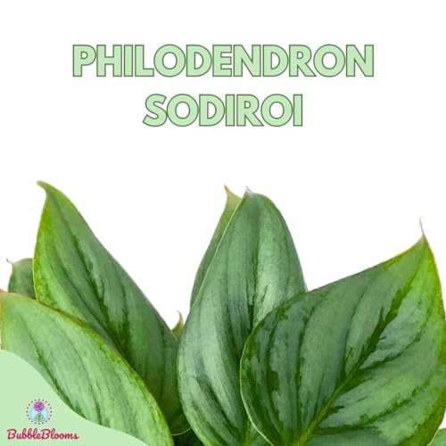 BubbleBlooms Philodendron Sodiroi Ornatum Silver, Silver-Leaf Philo in 4 inch Pot