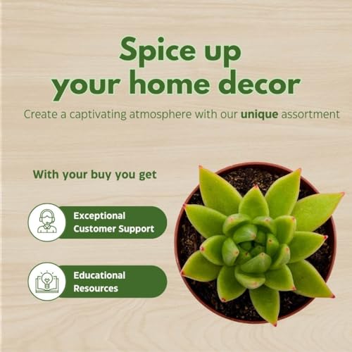 BubbleBlooms Echeveria agavoides, Molded-Wax Agave, in 3 inch Pot