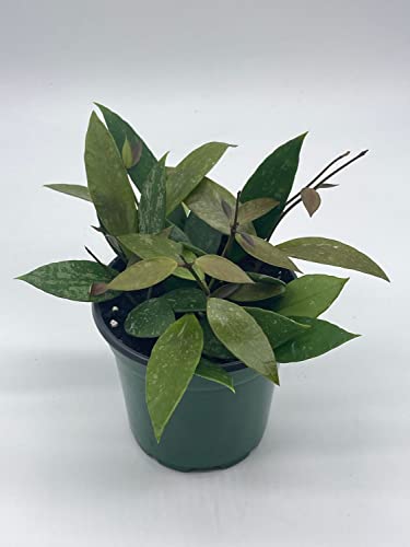 BubbleBlooms Hoya Gracilis, Rare Limited Live Plant, in 4 inch Pot
