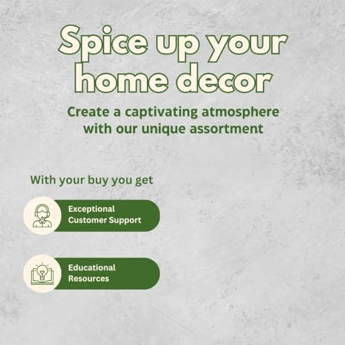 BubbleBlooms Lemon Button Dwarf Boston Fern in a 4 inch Pot Nephrolepis exaltata