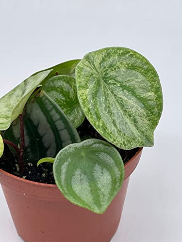BubbleBlooms Harmony's Gold dust Variegated Watermelon Peperomia in a 4 inch Pot