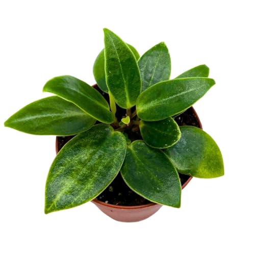 Harmony Foliage Peperomia Maculosa in a 2 inch Pot Spotted Stalked pep Monster peperomia
