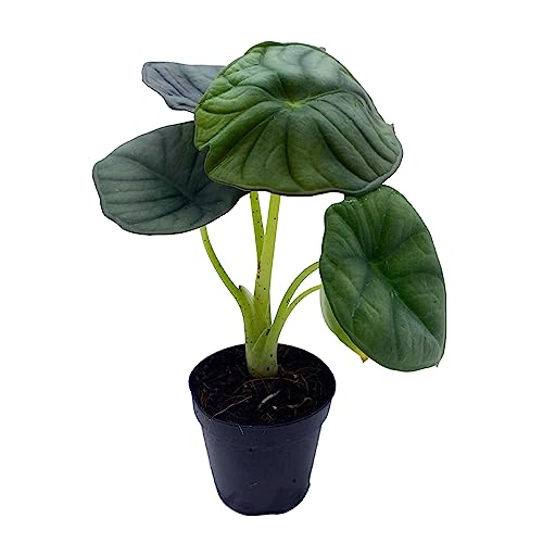 BubbleBlooms Alocasia Nebula, Nebula Imperialis, Black Diamond, Silver Plant, Alocasia Silver Nebula, Elephant Ear Plant in 2 inch Pot