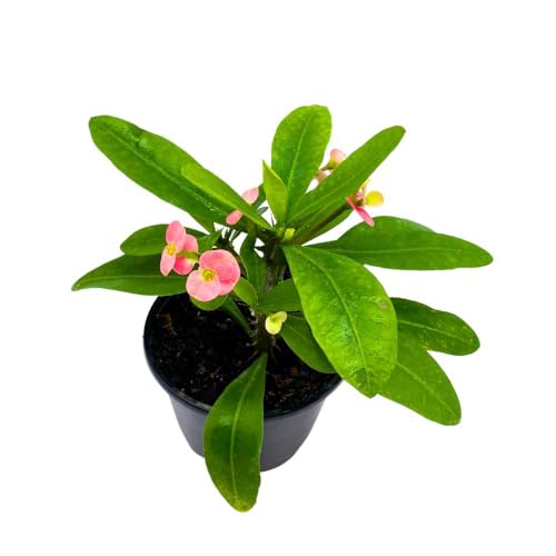 BubbleBlooms Crown of Thorns in a 5 inch Pot Flowering Euphorbia Milii