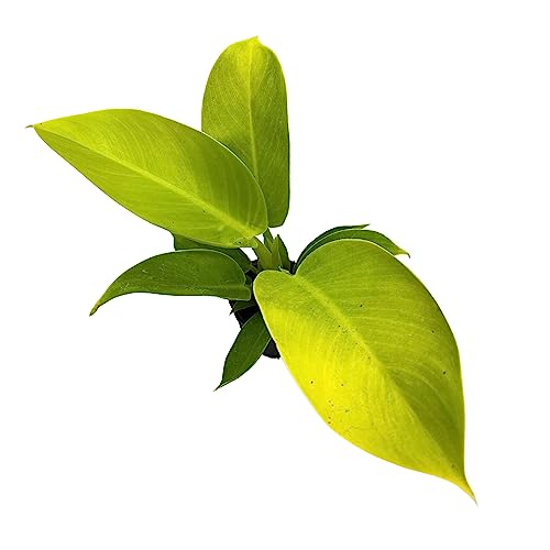 BubbleBlooms Philodendron Moonlight, Philodendron Hederaceum in 2 inch Pot