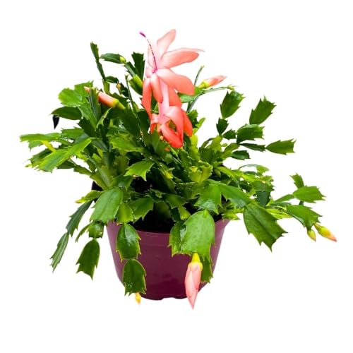 BubbleBlooms Christmas Cactus, 6 inch Holiday Cactus Thanksgiving Cactus, Crab Cactus, Easter Cactus, Seasonal Flowering
