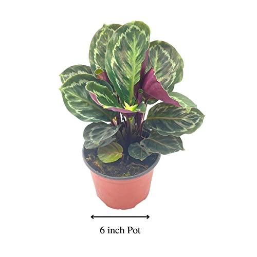 BubbleBlooms Calathea Medallion, Roseopicta in a 6 inch Pot Regal Rose, Rabbit Ear Prayer Plant