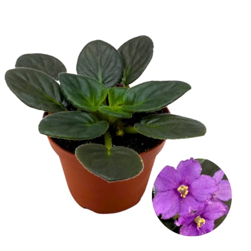 Harmony Foliage African Violet Radiant Glow 4 inch Purple Flower