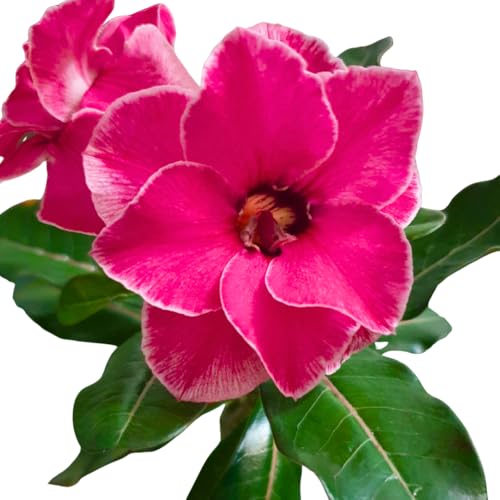 BubbleBlooms Desert Rose Famille Rose in a 4 inch Pot Extremely Rare Flower