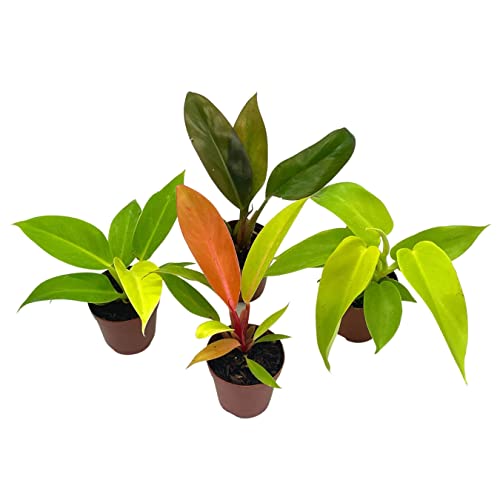 BubbleBlooms Philodendron Assortment Set, 2 inch pots, 4 Different Philo Imperial House Plants