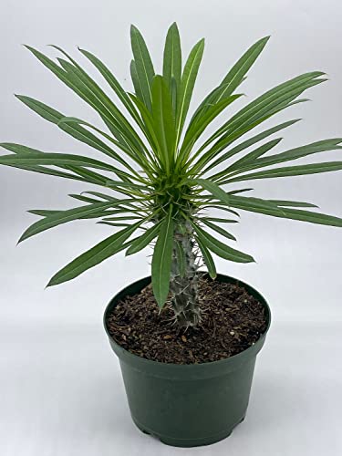 BubbleBlooms Madagascar Palm Pachypodium Lamerei 6 inch