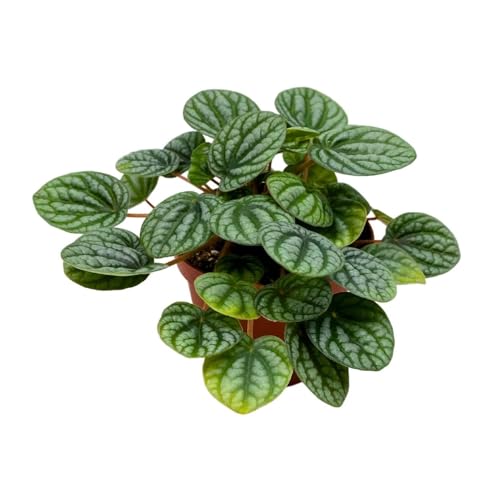 Harmony Foliage Peperomia Burbella in a 4 inch Pot Napoli Nights Pep, Radiator Plant