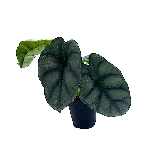 BubbleBlooms Alocasia Silver Dragon, Alocasia Baginda, Jewel Alocasia, Elephant Ear Silver Dragon in 2 inch Pot