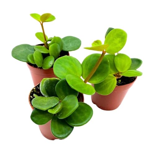 BubbleBlooms Peperomia Hope, 2 inch Set of 3, tetraphylla Tiny Mini Pixie Plants