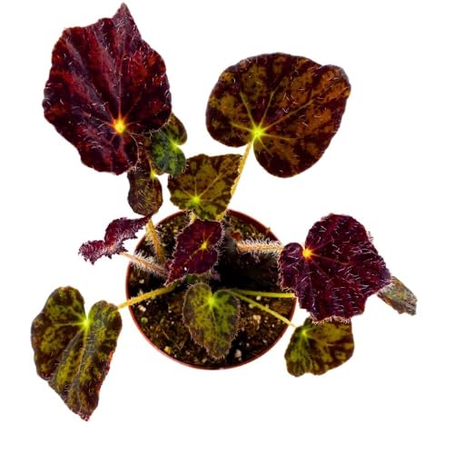 Harmony Foliage Begonia Night Eyes, 4 inch Rhizomatous Rhizo Dark Purple