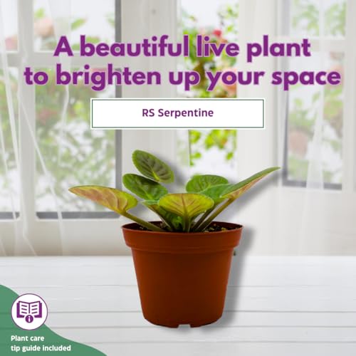 Harmony Foliage African Violet RS Serpentine 4 inch Pink Flower