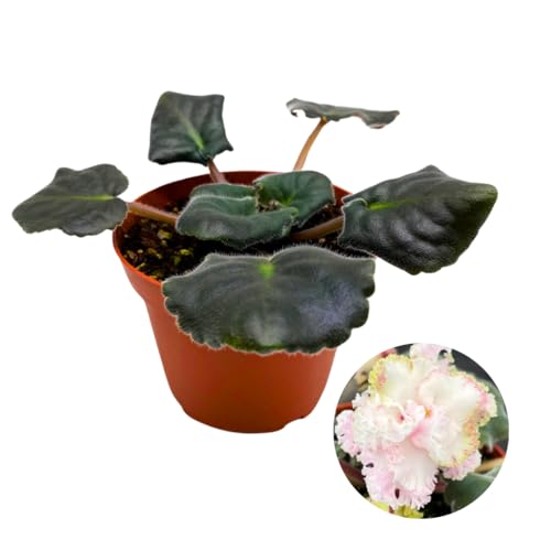 Harmony Foliage African Violet RS Forest Lace 4 inch White Flower